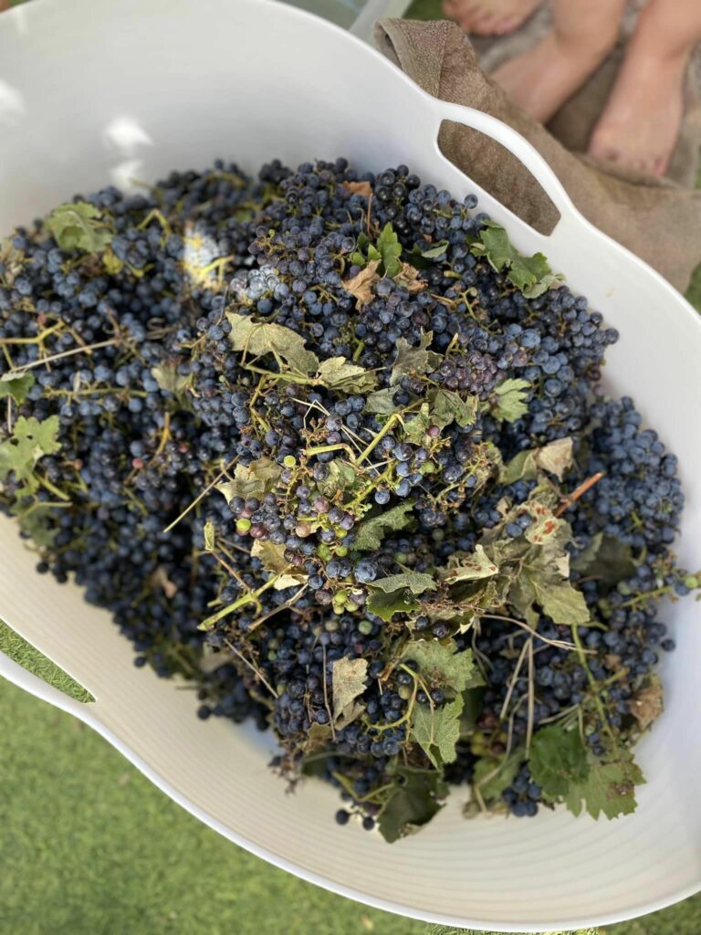 Discovering Bush Kinder at Aspire Bendigo