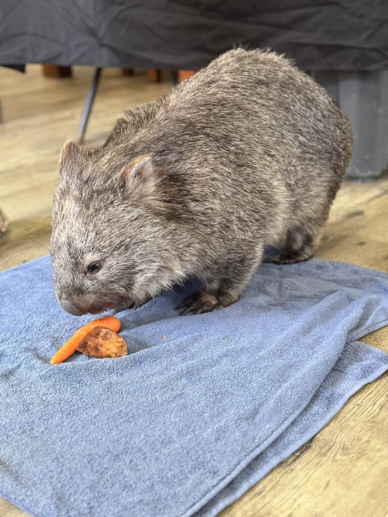 Exploring Aussie Animals at Aspire Cranbourne West