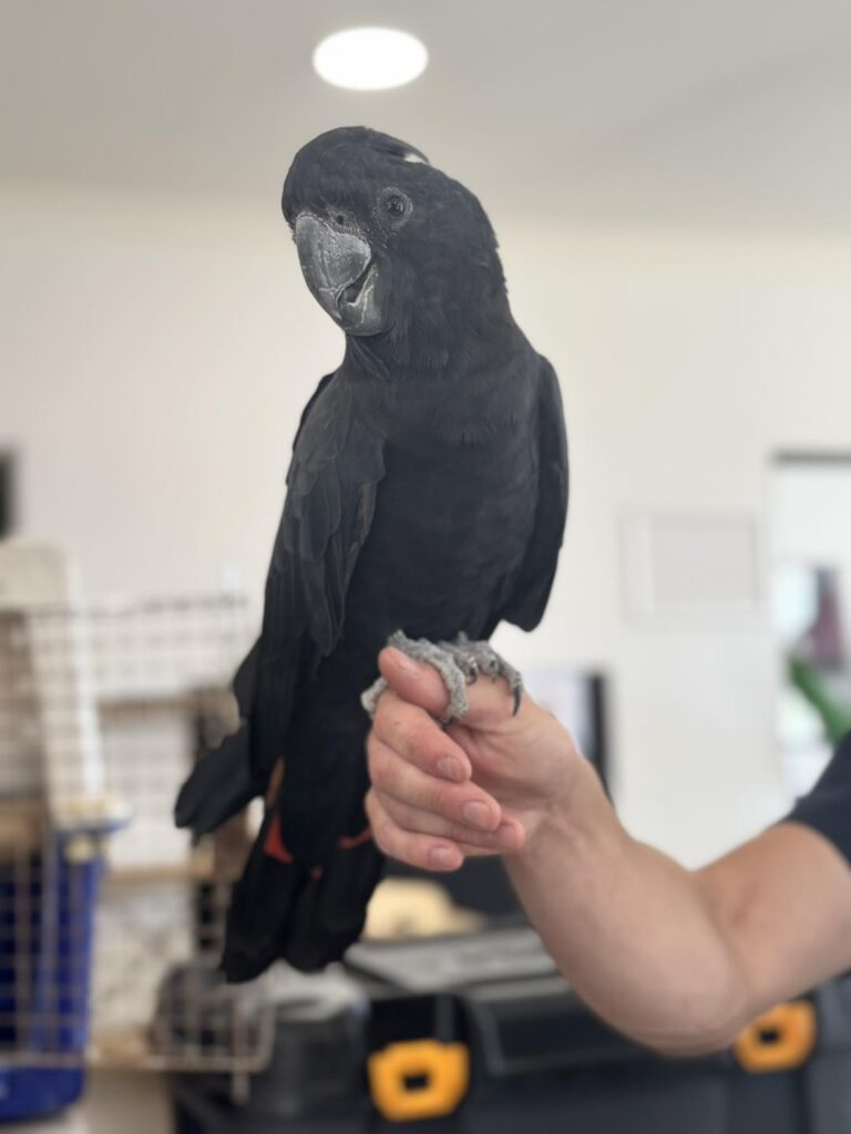 Exploring Aussie Animals at Aspire Cranbourne West