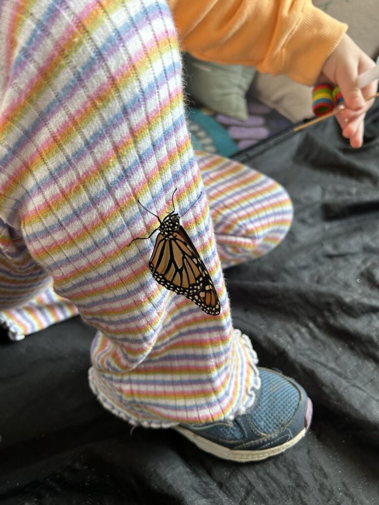 Aspire Ashbury’s Butterfly Experience