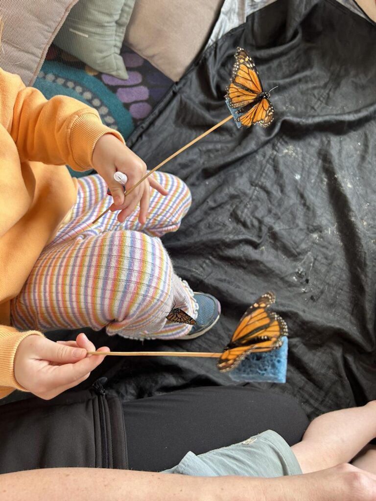 Aspire Ashbury’s Butterfly Experience